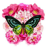 Butterfly Bliss  Design