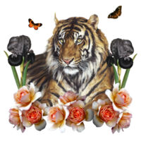 Mr Tiger Design