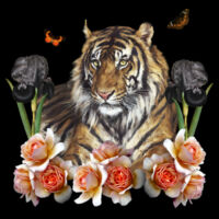 Mr Tiger Design