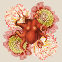 Orange Octo Bloom Design