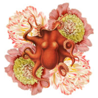 Orange Octo Bloom Design