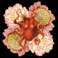 Orange Octo Bloom Design