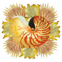 Nautilus Spray Design