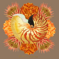 Vibrant Nautilus  Design