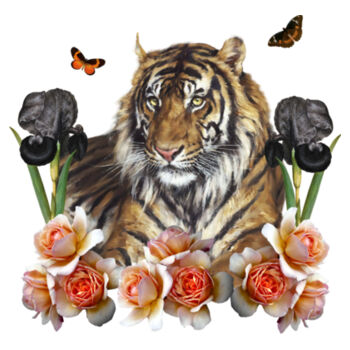 Mr Tiger Design