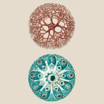 Sea Splendour Design