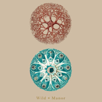 Sea Splendour Design