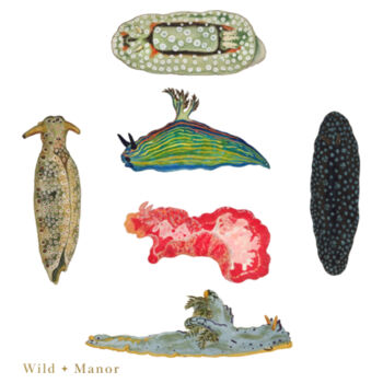 Sea Slug Parade Design